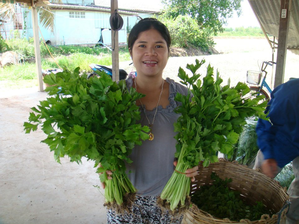 ปุ๋ยมูลค้างคาวปุ๋ยอินทรีย์เคมี สูตร6-3-3ตราเขาเพชรลดต้นทุนเพิ่มผลผลิต รูปที่ 7