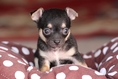 ขาย ลูก หมา ชิวาว่า ขนสั้น สีแบ็คแทนน่าตาน่ารัก คับ ราคา ตัวละ 5000 บ. สนใจติด ต่อ โทร. 084-1133253