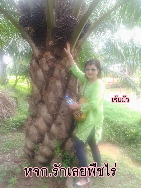 พันธุ์ปาล์มน้ำมันคอสตาริก้าที่จ.เลย <3 รูปที่ 6