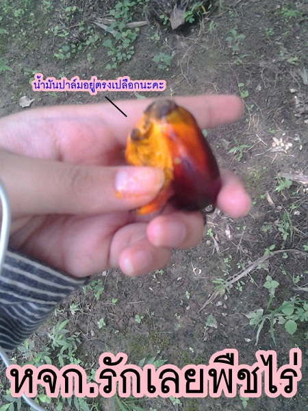 พันธุ์ปาล์มน้ำมันคอสตาริก้าที่จ.เลย <3 รูปที่ 5