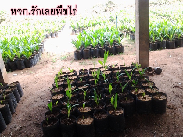 พันธุ์ปาล์มน้ำมันคอสตาริก้าที่จ.เลย <3 รูปที่ 7