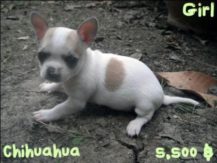 ชิวาวามาแล้วจ้า รูปที่ 4