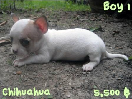 ชิวาวามาแล้วจ้า รูปที่ 2