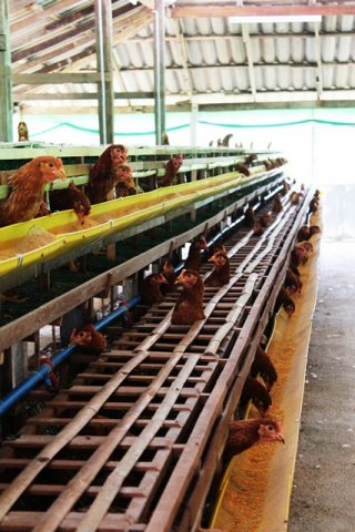 จำหน่ายไก่สาวพร้อมไข่ ราคาถูก รูปที่ 4