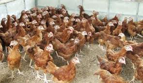 จำหน่ายไก่สาวพร้อมไข่ ราคาถูก รูปที่ 5