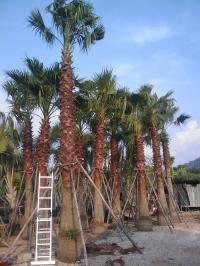 ช่างโรจน์ ปาล์ม พันธุ์ไม้  (palm panmai) ซื้อ/ขาย  ปาล์มยะวา(ปาล์มชวา) ปาติโค๊ต แว๊กอ้วน แว๊กผอม กาบดำ  รูปที่ 4