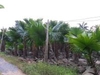 รูปย่อ ช่างโรจน์ ปาล์ม พันธุ์ไม้  (palm panmai) ซื้อ/ขาย  ปาล์มยะวา(ปาล์มชวา) ปาติโค๊ต แว๊กอ้วน แว๊กผอม กาบดำ  รูปที่3