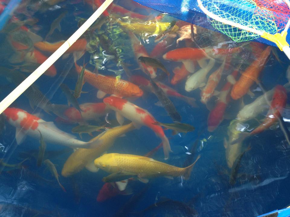 ขายปลาฟคราฟ ไซด์ 30cm+ สนใจติดต่อได้ มีประมาณ 20-30ตัว รูปที่ 4