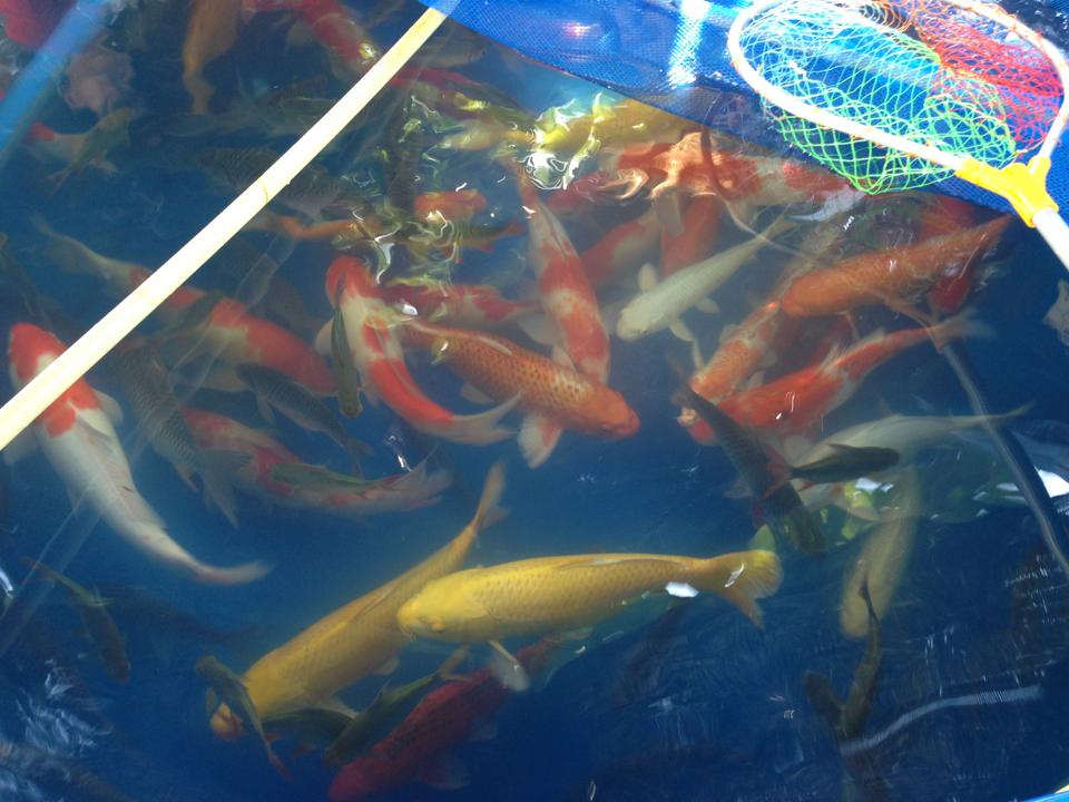 ขายปลาฟคราฟ ไซด์ 30cm+ สนใจติดต่อได้ มีประมาณ 20-30ตัว รูปที่ 3