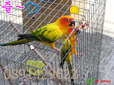 ขายนกแก้วซันคอนัว 1คู่ อายุพร้อมทำมีใบSex เพศ นกเชื่องค่ะ!!! รูปที่ 3