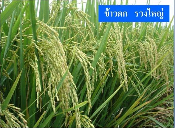 ปุ๋ยปลอดสารพิษ  รูปที่ 3