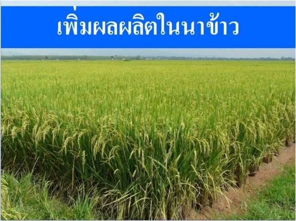 ปุ๋ยปลอดสารพิษ  รูปที่ 6