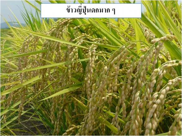 ปุ๋ยปลอดสารพิษ  รูปที่ 4
