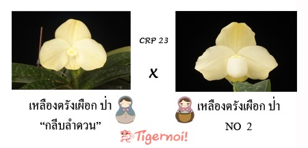กล้วยไม้ ช้าง รหัส,รองเท้านารี,เฟิร์น และอื่นๆ รูปที่ 5