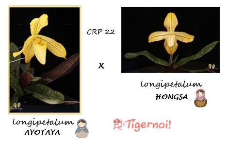 กล้วยไม้ ช้าง รหัส,รองเท้านารี,เฟิร์น และอื่นๆ รูปที่ 4