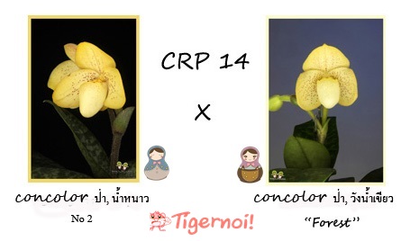 กล้วยไม้ ช้าง รหัส,รองเท้านารี,เฟิร์น และอื่นๆ รูปที่ 2