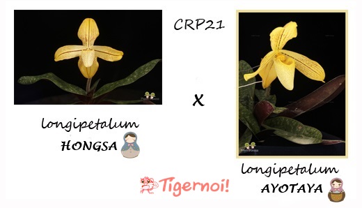 กล้วยไม้ ช้าง รหัส,รองเท้านารี,เฟิร์น และอื่นๆ รูปที่ 3