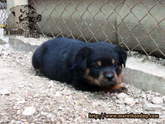 ขาย ลูกร็อตไวเลอร์ (rottweiler) E-Litter จิตประสาทเยี่ยม ฟาร์มร็อตไวเลอร์โดยตรง รูปที่ 6