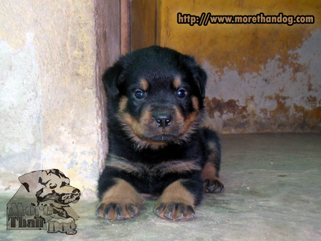ขาย ลูกร็อตไวเลอร์ (rottweiler) E-Litter จิตประสาทเยี่ยม ฟาร์มร็อตไวเลอร์โดยตรง รูปที่ 3