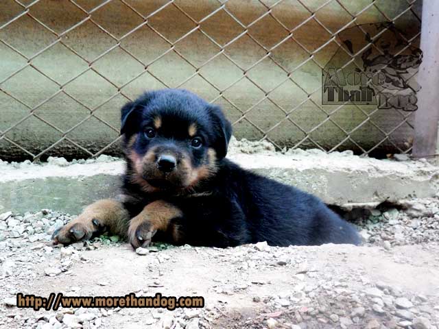 ขาย ลูกร็อตไวเลอร์ (rottweiler) E-Litter จิตประสาทเยี่ยม ฟาร์มร็อตไวเลอร์โดยตรง รูปที่ 5