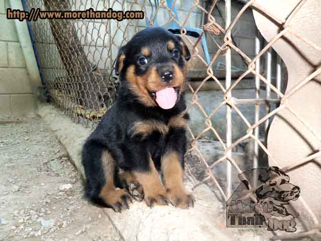 ขาย ลูกร็อตไวเลอร์ (rottweiler) E-Litter จิตประสาทเยี่ยม ฟาร์มร็อตไวเลอร์โดยตรง รูปที่ 2