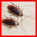รูปย่อ รับบริการกำจัดปลวกและแมลงรบกวนต่าง ๆ ด้วยสมุนไพรเข้มข้น ปลอดภัย ไร้กลิ่นรบกวน 09-92255500,09-44907447 รูปที่2