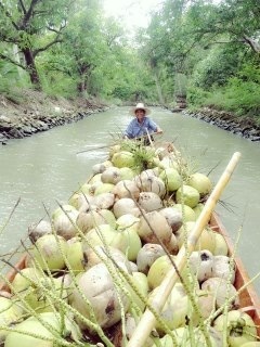 ขายมะพร้าว รูปที่ 1