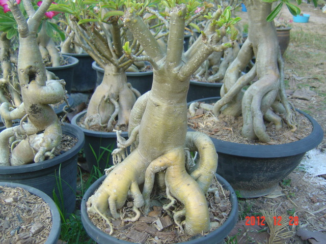 ขายต้นชาวชมราคาถูก รูปที่ 6