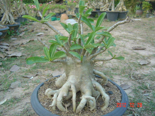 ขายต้นชาวชมราคาถูก รูปที่ 4
