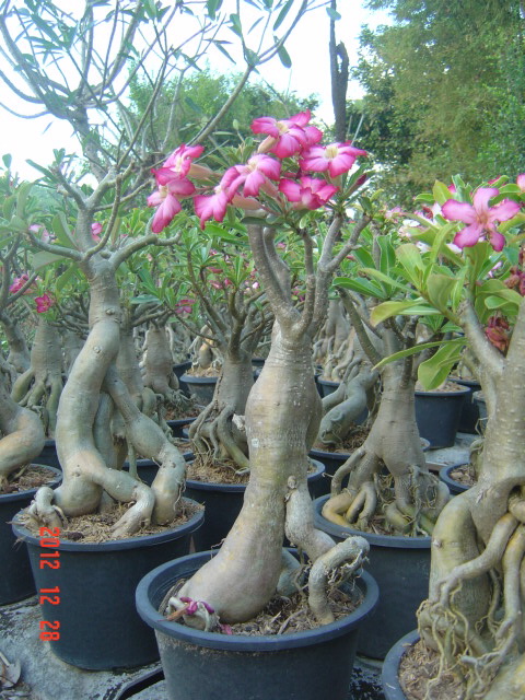 ขายต้นชาวชมราคาถูก รูปที่ 3