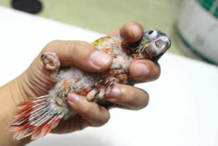 ลูกป้อนกรีนชีค รูปที่ 4