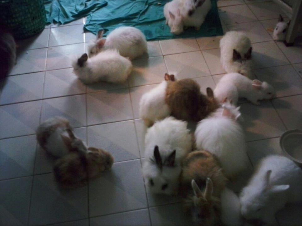 ขายน้องกระต่าย รูปที่ 4