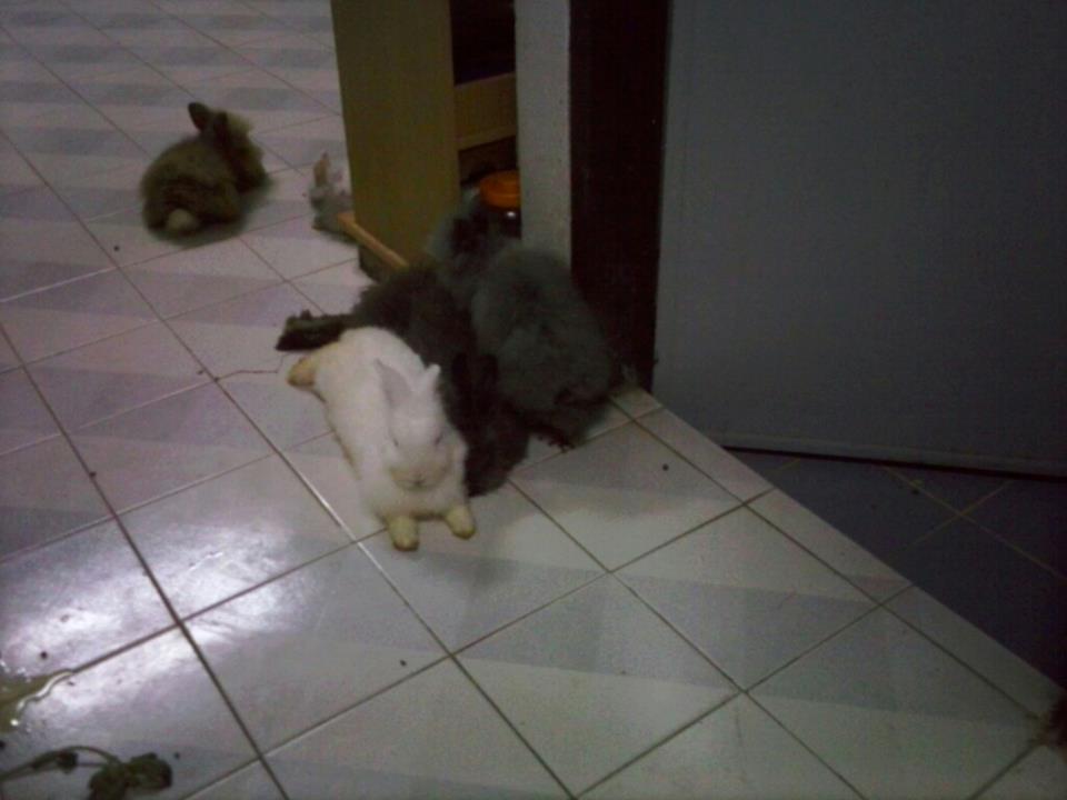 ขายน้องกระต่าย รูปที่ 3