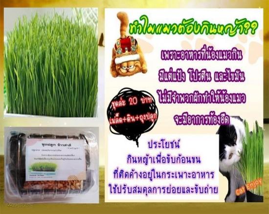 ++ ชุดปลูกข้าวสาลี ราคาเพียง 20 บาท สำหรับ น้องแมว น้องหมา กะต่ายหรือหนู รูปที่ 4
