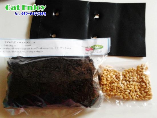 ++ ชุดปลูกข้าวสาลี ราคาเพียง 20 บาท สำหรับ น้องแมว น้องหมา กะต่ายหรือหนู รูปที่ 3