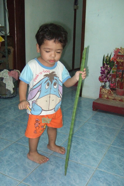 เมล็ดมะรุมอินเดีย SK1 ฝักใหญ่ ยาว เนื้อเยอะกว่าของไทย 2 เท่า รสชาดดีปลูก 6 เดือนออกฝัก จากสวนแม่ละออท่ายาง รูปที่ 6