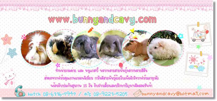 ขาย กระต่าย หนูแกสบี้ ราคาเริ่มต้น 500 บาท จากฟาร์มโดยตรง มากที่สุดในโลกออนไลน์ รูปที่ 2