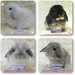 รูปย่อ ขาย กระต่าย หนูแกสบี้ ราคาเริ่มต้น 500 บาท จากฟาร์มโดยตรง มากที่สุดในโลกออนไลน์ รูปที่3