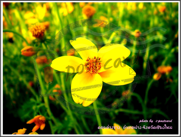 โปสการ์ด รูปที่ 5