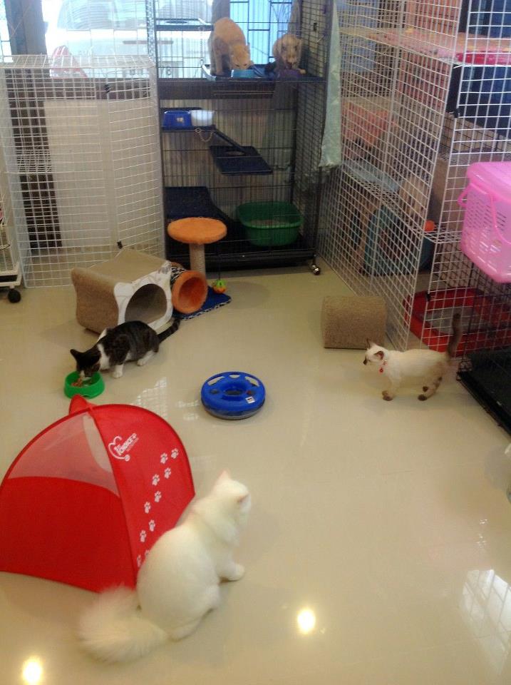 โรงแรมแมว JoYu Cat Hotel รับฝากเลี้ยงแมวโดยเฉพาะ รูปที่ 6
