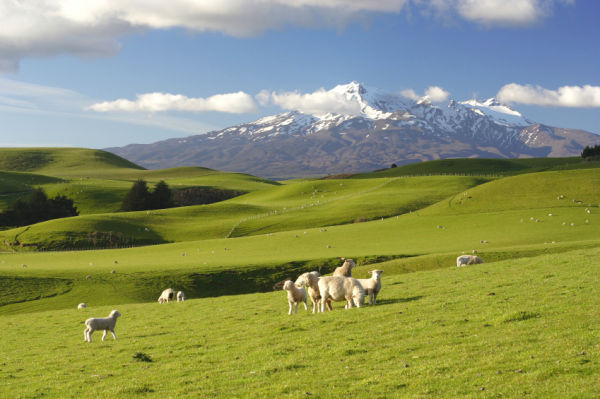 New Zealand North Island 6 days รูปที่ 1