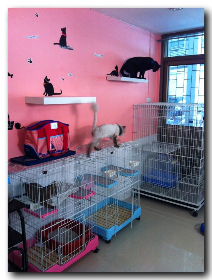 โรงแรมแมว JoYu Cat Hotel รับฝากเลี้ยงแมวโดยเฉพาะ รูปที่ 5