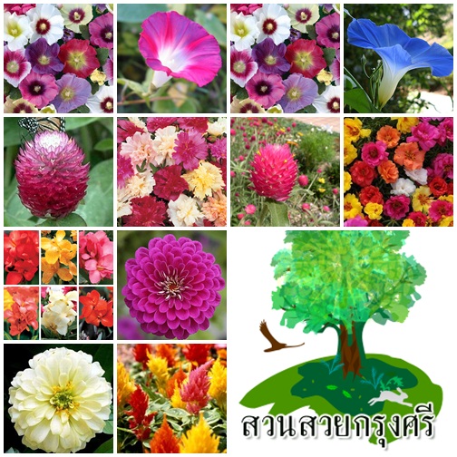 สวนสวยกรุงศรี รูปที่ 3