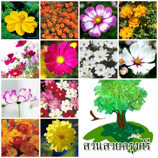 สวนสวยกรุงศรี รูปที่ 6