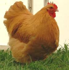 ขายไก่ต่างประเทศ Buff Orpington ตัวละ 500 ไข่ 300 และ ไก่หลากหลายสายพันธุ์ รูปที่ 1