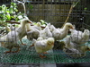 รูปย่อ ขายไก่ต่างประเทศ Buff Orpington ตัวละ 500 ไข่ 300 และ ไก่หลากหลายสายพันธุ์ รูปที่4