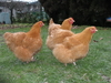 รูปย่อ ขายไก่ต่างประเทศ Buff Orpington ตัวละ 500 ไข่ 300 และ ไก่หลากหลายสายพันธุ์ รูปที่3