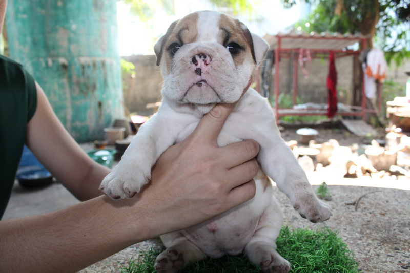 ขายลูกบลูด็อกสายเลือดไทยchamp ตัวผู้1 เมีย3 สนใจสอบถามได้ 0841511392 รูปที่ 2