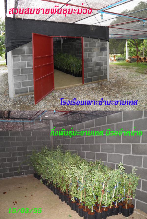 จำหน่ายกิ่งพันธุ์มะขามเทศมัน พันธุ์สีชมภู รูปที่ 3