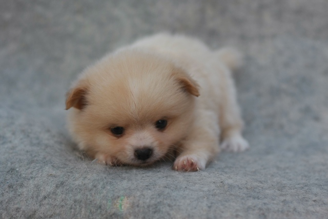 ขายปอม เพศผู้ ขนยาวสีครีมทอง น่ารักมากๆ ราคาเพียง 6000 บาท รูปที่ 2